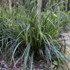 LATOUR-MARLIAC - Lot de 3 - Carex pendula - godet 8 (8cm x 8cm x7cm, 300 ml) hauteur 50 cm