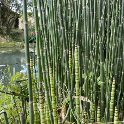 LATOUR-MARLIAC - Lot de 3 - Equisetum hyemale - godet 8 (8cm x 8cm x7cm, 300 ml) hauteur 100 cm