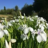 LATOUR-MARLIAC - Lot de 3 - Iris laevigata 'Snowdrift' - godet 8 (8cm x 8cm x7cm, 300 ml) hauteur 50 cm