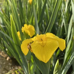 LATOUR-MARLIAC - Lot de 3 - Iris pseudacorus en racines nues - plantes matures