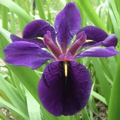 LATOUR-MARLIAC - Lot de 3 - Iris japonica - godet 8 (8cm x 8cm x7cm, 300 ml) hauteur 30 cm