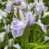 LATOUR-MARLIAC - Lot de 3 - Iris laevigata 'Mottled Beauty' - godet 8 (8cm x 8cm x7cm, 300 ml) hauteur 50 cm