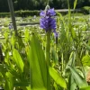 LATOUR-MARLIAC - Lot de 3 - Pontederia cordata - godet 8 (8cm x 8cm x7cm, 300 ml) hauteur 50 cm