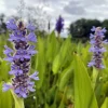 LATOUR-MARLIAC - Lot de 3 - Pontederia lanceolata - godet 8 (8cm x 8cm x7cm, 300 ml) hauteur 80 cm