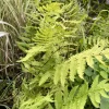 LATOUR-MARLIAC - Lot de 3 - Thelypteris palustris - godet 8 (8cm x 8cm x7cm, 300 ml) hauteur 20 cm