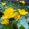 LATOUR-MARLIAC - Lot de 3 bottes - Nymphoïdes peltata