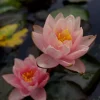 LATOUR-MARLIAC - Nymphaea 'berit stawn' - nénuphar mature en racines nues