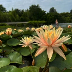 LATOUR-MARLIAC - Nymphaea 'barbara davies' - nénuphar mature en racines nues