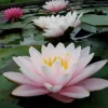 LATOUR-MARLIAC - Nymphaea 'chubby' - nénuphar mature en racines nues