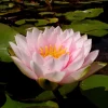 LATOUR-MARLIAC - Nymphaea 'darwin' - nénuphar mature en racines nues