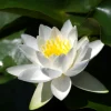 LATOUR-MARLIAC - Nymphaea 'hever white' - nénuphar mature en racines nues