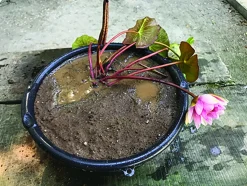 LATOUR-MARLIAC - Nymphaea 'James Brydon' - nénuphar mature en racines nues avec tiges, feuilles et boutons.