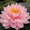 LATOUR-MARLIAC - Nymphaea 'lilypons' - nénuphar mature en racines nues