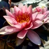 LATOUR-MARLIAC - Nymphaea 'Lusitania' - nénuphar mature en racines nues