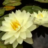LATOUR-MARLIAC - Nymphaea 'Lemon Chiffon' - nénuphar mature en racines nues
