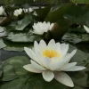 LATOUR-MARLIAC - Nymphaea 'marliacea albida' - nénuphar mature en racines nues