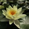 LATOUR-MARLIAC - Nymphaea 'marliacea chromatella' - nénuphar mature en racines nues