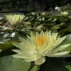 LATOUR-MARLIAC - Nymphaea 'odorata sulphurea grandiflora' - nénuphar mature en racines nues