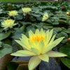 LATOUR-MARLIAC - Nymphaea 'odorata sulphurea' - nénuphar mature en racines nues