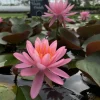 LATOUR-MARLIAC - Nymphaea 'princess elisabeth' - nénuphar mature en racines nues