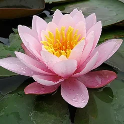 LATOUR-MARLIAC - Nymphaea 'Pink Beauty' - nénuphar mature en racines nues avec tiges, feuilles et boutons.