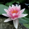 LATOUR-MARLIAC - Nymphaea 'somptuosa' - nénuphar mature en racines nues