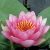 LATOUR-MARLIAC - Nymphaea 'sultan' - nénuphar mature en racines nues