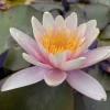 LATOUR-MARLIAC - Nymphaea 'sioux' - nénuphar mature en racines nues