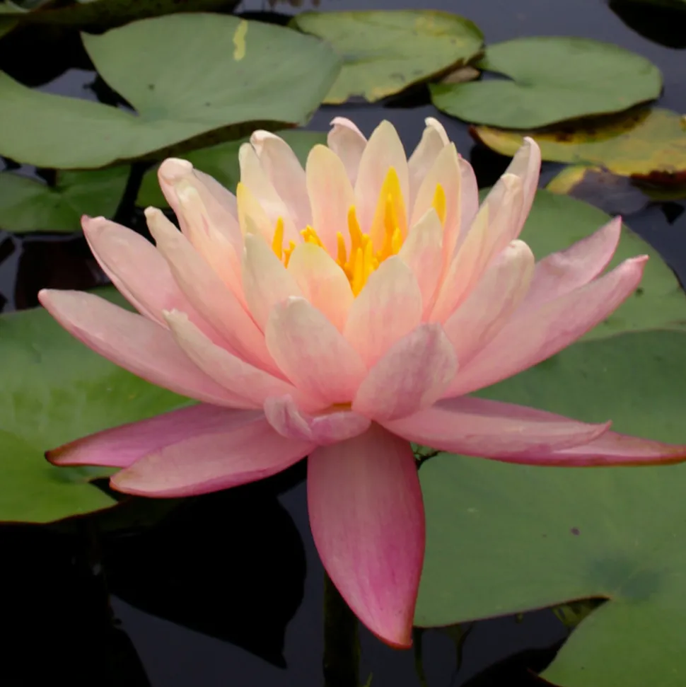 LATOUR-MARLIAC - Nymphaea 'Thomas O'brien' - nénuphar mature en racines nues avec tiges, feuilles et boutons.