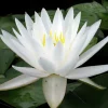 LATOUR-MARLIAC - Nymphaea 'venus' - nénuphar mature en racines nues