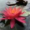 LATOUR-MARLIAC - Nymphaea 'wanvisa' - nénuphar mature en racines nues