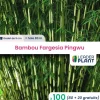 LEADERPLANT - 100 x bambou fargesia pingwu en godet