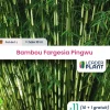 LEADERPLANT - 11 x bambou fargesia pingwu en pot de 1 l