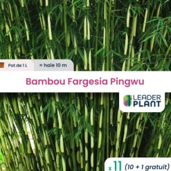 LEADERPLANT - 11 x bambou fargesia pingwu en pot de 1 l