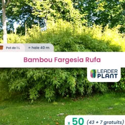 LEADERPLANT - 50 x bambou fargesia rufa en pot de 1 l