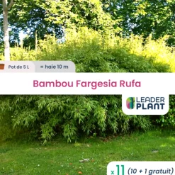 LEADERPLANT - 11 x bambou fargesia rufa en pot de 5 l