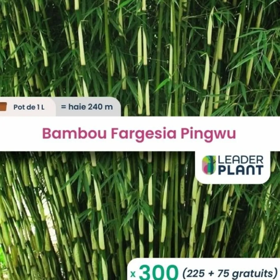 LEADERPLANT - 300 x bambou fargesia pingwu en pot de 1 l