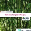 LEADERPLANT - 50 x bambou fargesia pingwu en pot de 1 l