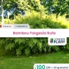 LEADERPLANT - 100 x bambou fargesia rufa en pot de 5 l