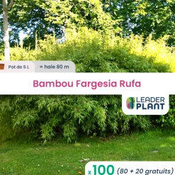 LEADERPLANT - 100 x bambou fargesia rufa en pot de 5 l