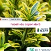 LEADERPLANT - 50 x fusain du japon doré en pot de 1 l