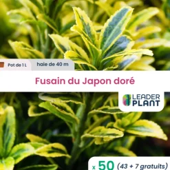 LEADERPLANT - 50 x fusain du japon doré en pot de 1 l