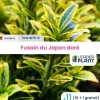 LEADERPLANT - 11 x fusain du japon doré en pot de 1 l