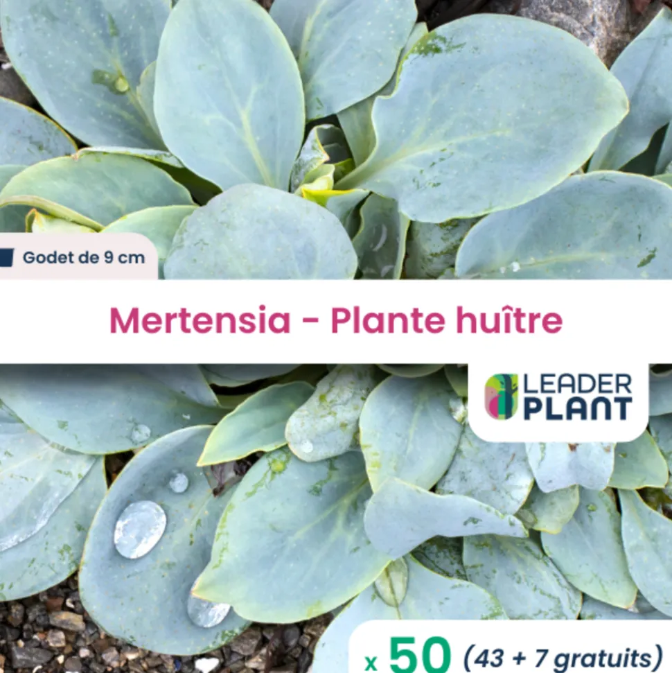 LEADERPLANT - 50 x mertensia au goût d'huitre en godet