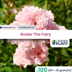 LEADERPLANT - 100 x rosier paysager the fairy en godet