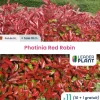 LEADERPLANT - Photinia 'red robin' 70/80