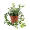 Lierre : pot D.13cm