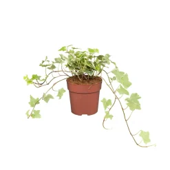 Lierre : pot D.13cm