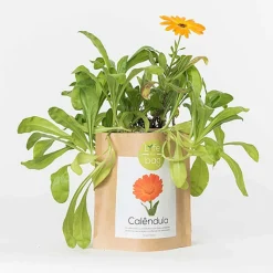 LIFE IN A BAG - Sac papier prêt à cultiver calendula