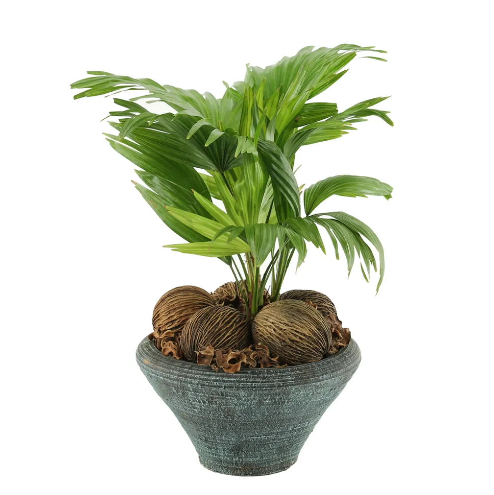 Livistona : H40/50cm coupe déco D26 cm
